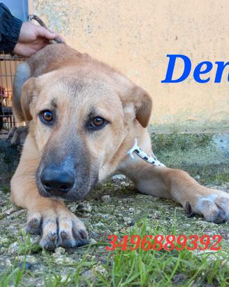 Tre cuccioloni in canile