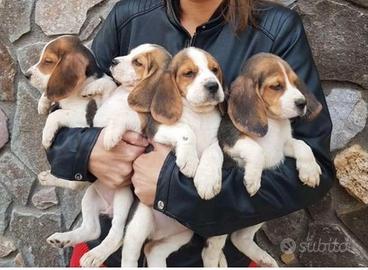 Cuccioli di beagle
