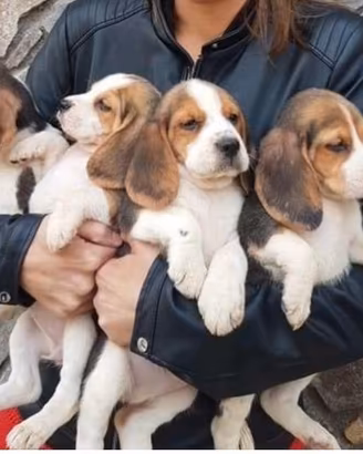 Cuccioli di beagle