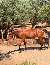 Cavalla