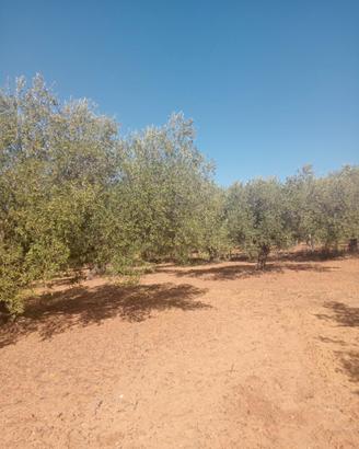 Terreno in sicilia