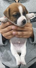 Jack Russell Terrier 