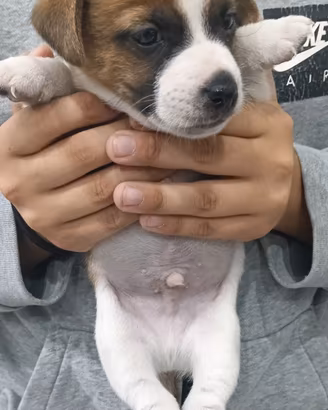 Jack Russell Terrier 