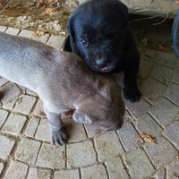 Cane corso cuccioli