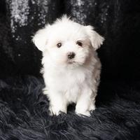 Cucciolo maschio di Maltese