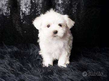 Cucciolo maschio di Maltese