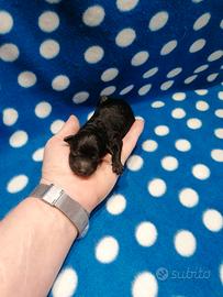 Barboncini Nani cuccioli