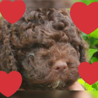 Cuccioli Lagotto romagnolo pedigree fest Natalizie