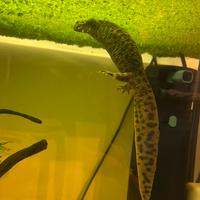 Coppia Pleurodeles Walt + acquario