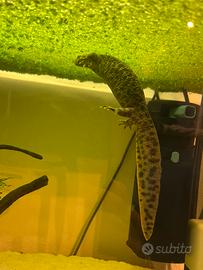 Coppia Pleurodeles Walt + acquario