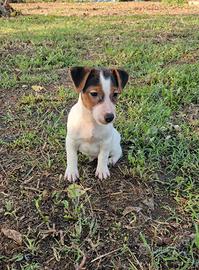 Jack russel terrier