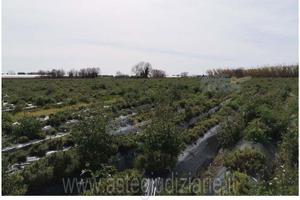 Terreno Agricolo Pontecagnano Faiano [A4298881]