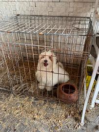 Cane Maltese mini Toy