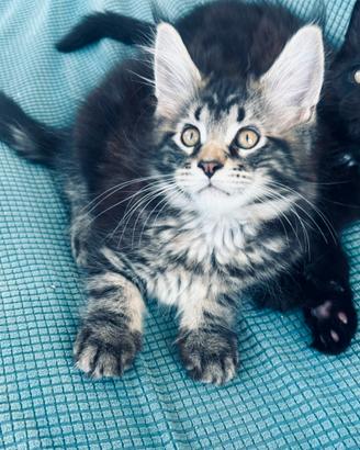 Cucciola Maine Coon con pedigree