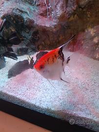 pesce scalare koi Maschio 