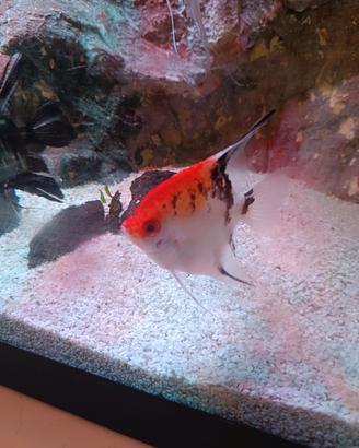 pesce scalare koi Maschio 
