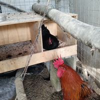 Uova di Marans uova di Brama