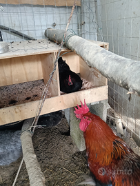 Uova di Marans uova di Brama