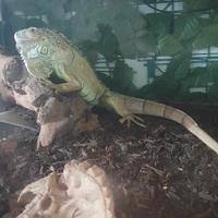 Iguana