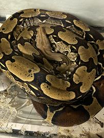 Femmina boa Suriname