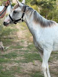 Cavalli