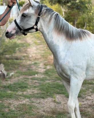 Cavalli