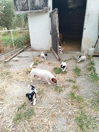 Jack Russel Terrier