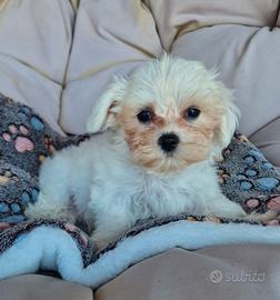 Cuccioli Maltese