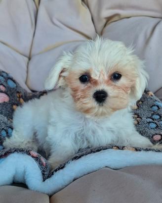 Cuccioli Maltese
