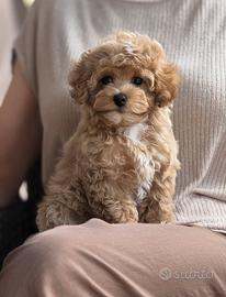 Cucciolo di maltipoo toy