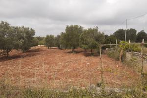 Terreno sito in Lizzano(Ta)