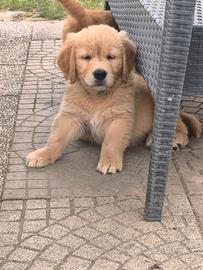 Golden retriever cuccioli maschi con pedigree ENCI