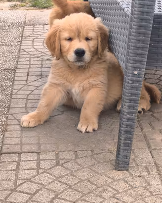 Golden retriever cuccioli maschi con pedigree ENCI