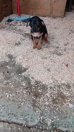 Cuccioli adorabili