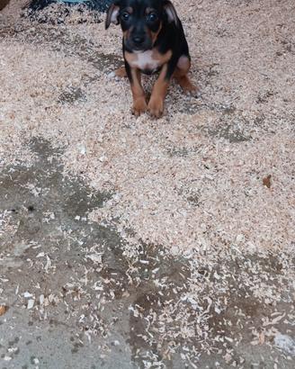 Cuccioli adorabili