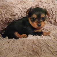 Yorkshire terrier