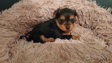 Yorkshire terrier