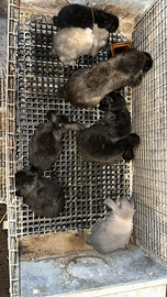 Cuccioli conigli nani ariete