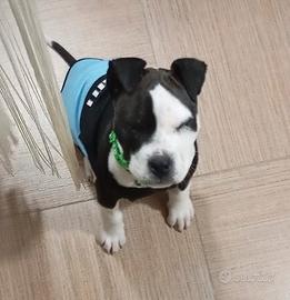 Cucciolo di Amstaff BART