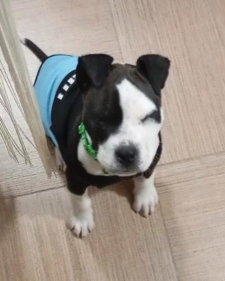 Cucciolo di Amstaff BART