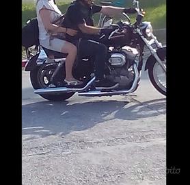 Harley Davidson 883 