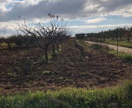 Vendita terreno agricolo agro Casamassima frutteto