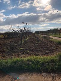 Vendita terreno agricolo agro Casamassima frutteto