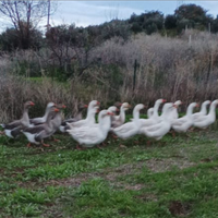 Oche del Campidoglio galline anatre tacchino