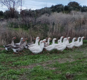 Oche del Campidoglio galline anatre tacchino