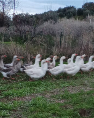 Oche del Campidoglio galline anatre tacchino