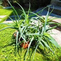 Aloe Arborescens in vaso