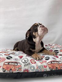 Bulldog Inglese