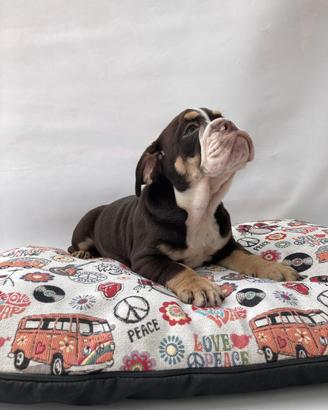 Bulldog Inglese