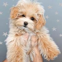 Allevamento Cuccioli Maltipoo